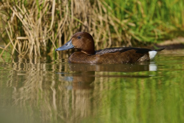 Brown duck swimming gently along water plants with a calm surface, Ferruginous duck (Aythya