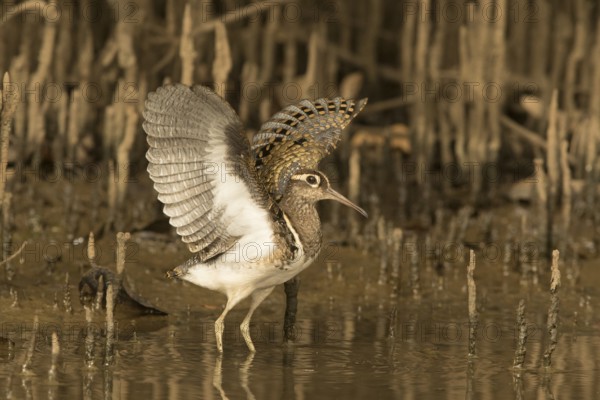Greater Painted-snipe (Rostratula benghalensis), Gambia