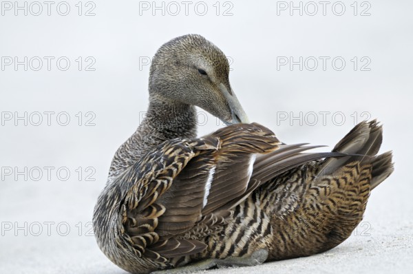 Eiderente (Somateria mollissima), Eider, Weibchen sitzt am Strand und putzt sich, Juni, Duene der