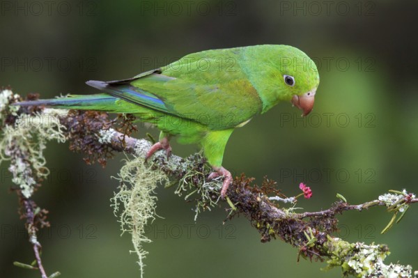 Plain Parakeet (Brotogeris tirica) perched on a branch in the Atlantic rainforest of southeast