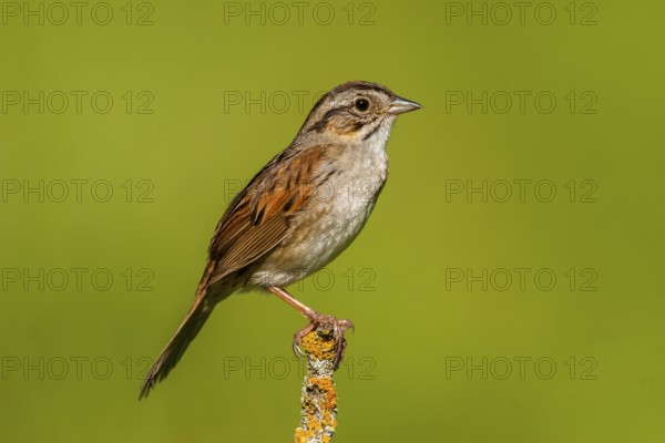 Swamp Sparrow Melospiza georgiana Tamarack, Aitken County, Minnesota, United States 18 June Adult