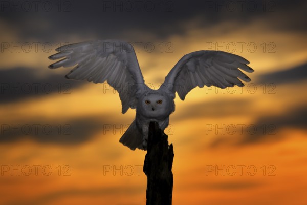 Beautiful sunset sky with flying owl. Snowy owl, Nyctea scandiaca, rare bird sitting on the tree