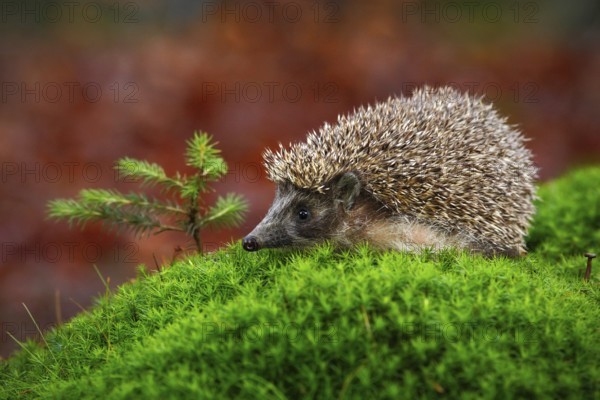 West European Hedgehog in green moss with little spruce tree, orange background during autumn,