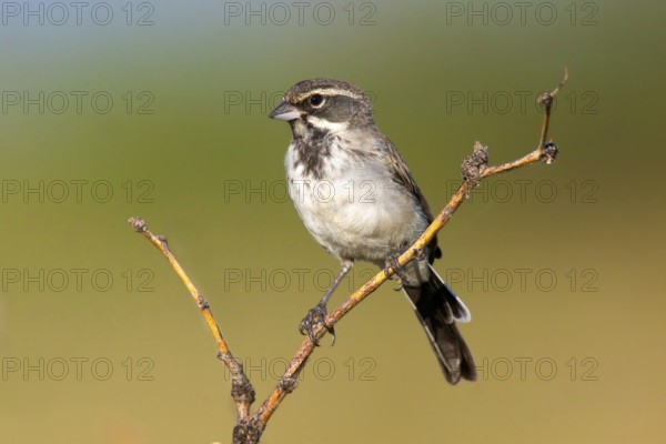 Black-throated Sparrow Amphispiza bilineata Amado, Santa Cruz County, Arizona, United States 7