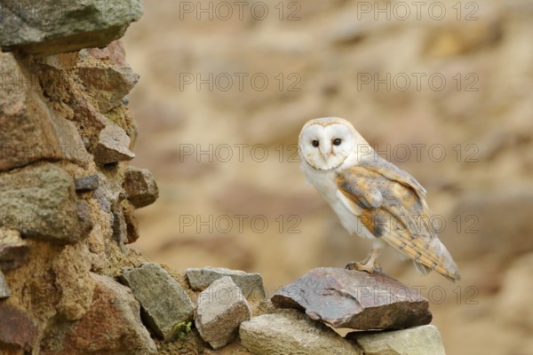 Barn owl, Tyto alba, with nice wings, landing on stone wall, light bird flying in the old castle,