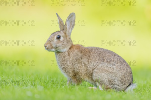Wildkaninchen, Oryctolagus cuniculus European rabbit, Oryctolagus cuniculus