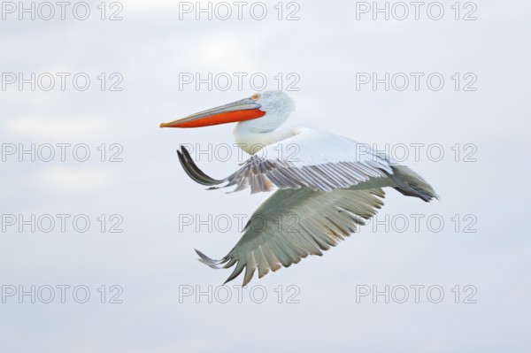Bird in the water. Dalmatian pelican, Pelecanus crispus, landing in Lake Kerkini, Greece. Pelican