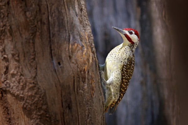 Campethera scriptoricauda, Speckle-throated woodpecker, on tree trunk, nature habitat. Wildlife