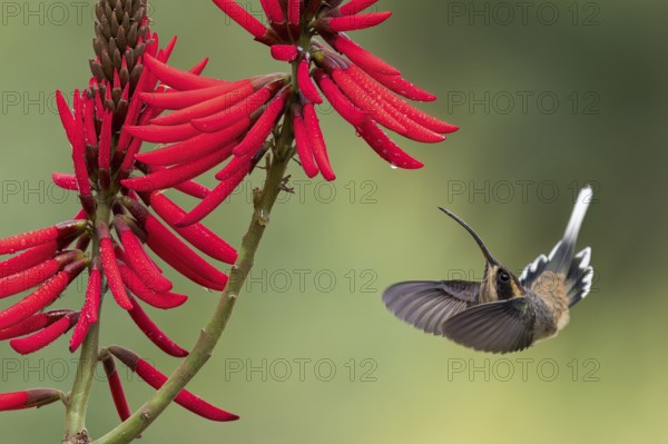 Scale-throated Hermit (Phaethornis eurynome) feeding at a flower in the Atlantic Rainforest of