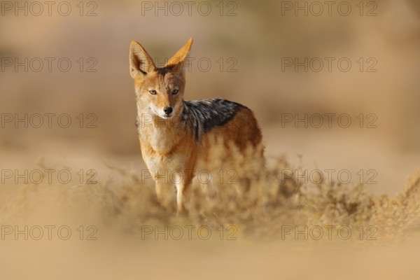 Jackal and evening sunlight. Black-Backed Jackal, Canis mesomelas mesomelas, portrait of animal