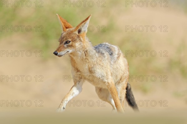 Jackal running on the sand dune in the Namib desert. Hot day in sand, animal from Namibia, Africa,