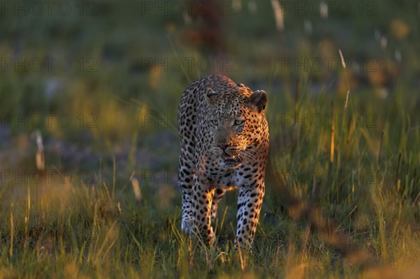 Leopard, Panthera pardus shortidgei, nature habitat, big wild cat in the nature habitat, sunny day