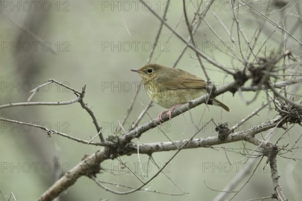 Siberian Blue Robin (Larvivora cyane cyane) young female perched on a branch, Dornod Province,