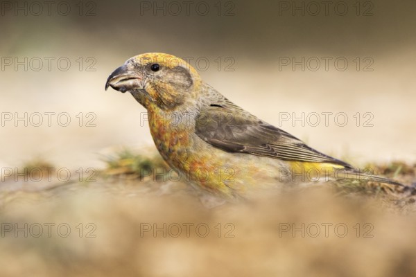 Red Crossbill (Loxia curvirostra) male perched on the ground, Aragon, Spain