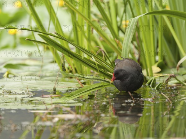 Common Moorhen (Gallinula chloropus) foraging, Hamburg, Germany