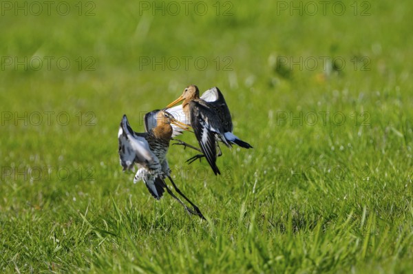 Uferschnepfe (Limosa limosa), Black-tailed Godwit, kaempfende Altvoegel, Mai, Nijkerk, Gelderland,