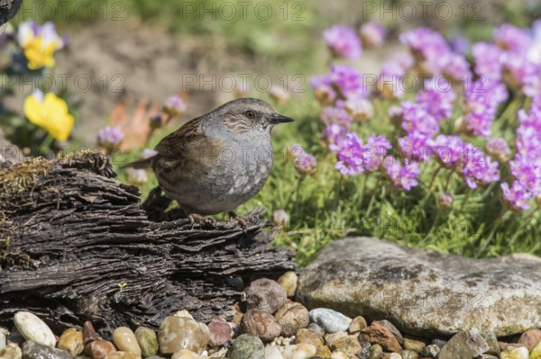 Dunnock (Prunella modularis), Mecklenburg-Western Pomerania, Germany