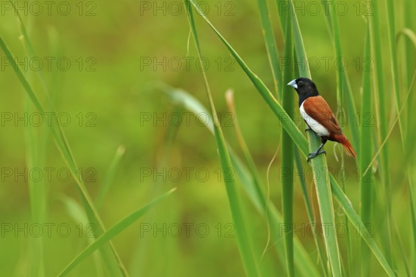 Tricoloured munia, Lonchura malacca, estrildid finch, native to India and Sri Lanka. Bird in the