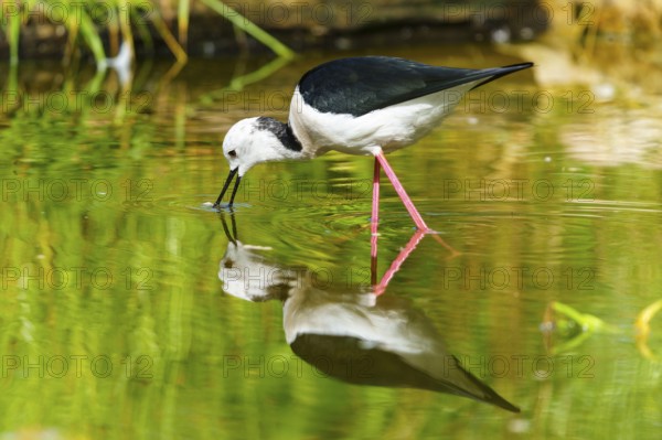 A bird drinking from a calm body of water, its reflection can be seen in the green water,