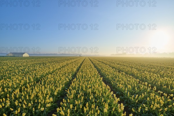 Long tulip field in rows, with yellow flowers and blue sky at sunrise, Sassenheim, province of