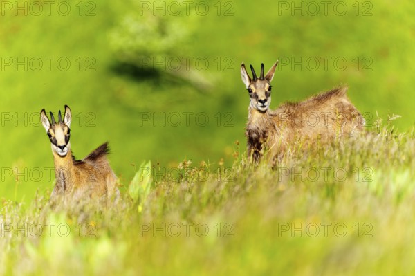 Chamois posing on a green meadow flooded with sunlight, chamois, chamois, (Rupicapra rupicaprae),