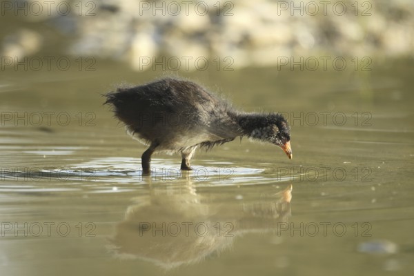 Green-footed moorhen (Gallinula chloropus) young bird foraging in the water in a gravel pit,