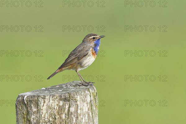 Bluethroat (Luscinia svecica cyanecula), male, on a pasture fence post, wildlife, Lembruch, Ochsen