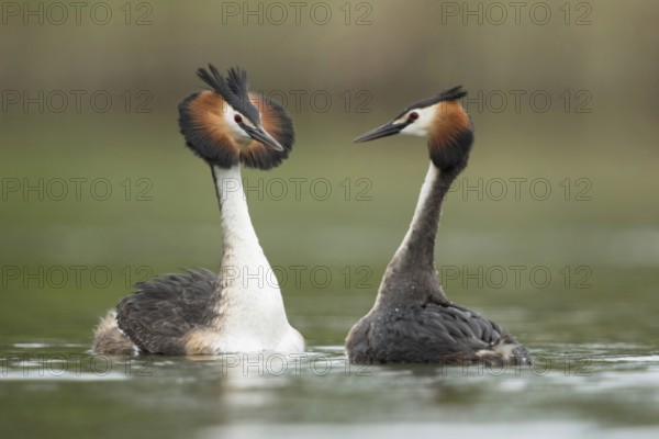 Great Crested Grebe (Podiceps Scalloped ribbonfish), couple in courtship, courting couple, two