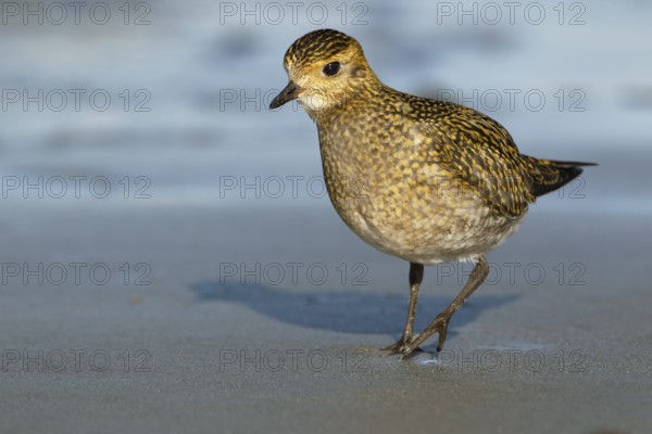 Goldregenpfeifer; lat. Pluvialis apricaria; am Spüsaum der Düne von Helgoland bei der
