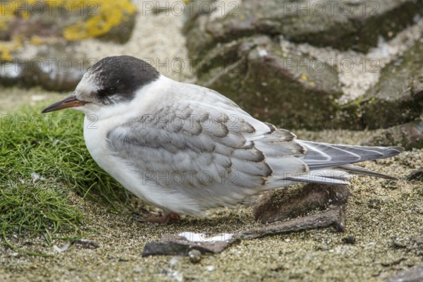 Arctic Tern (Sterna paradisaea), young on stone, Farne Islands, United Kingdom