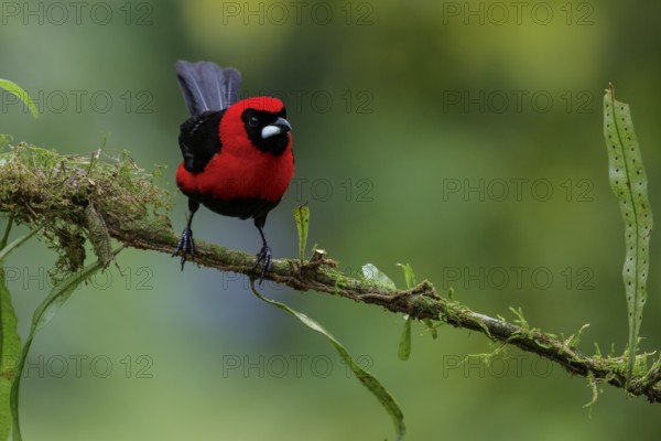 Masked Crimson Tanager (Ramphocelus nigrogularis) perched on a branch in the Amazon in Peru
