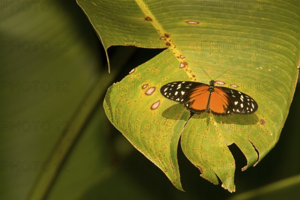 Passionflower butterfly (Heliconius hecale) on Heliconia leaf, Costa Rica
