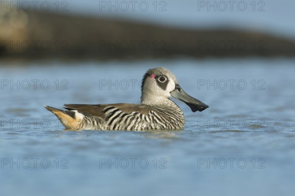 Pink-eared Duck (Malacorhynchus membranaceus), Victoria, Australia