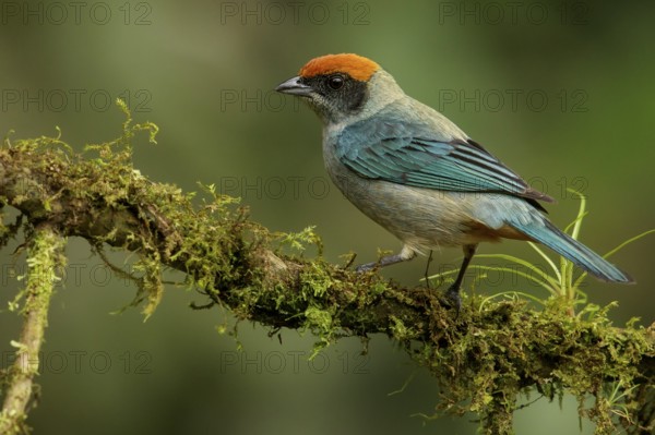 Scrub Tanager (Tangara vitriolina) perched on a branch in the Andes mountains of Colombia