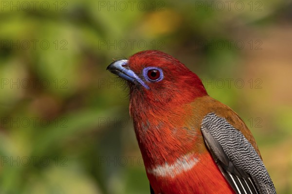 Red-headed Trogon (Harpactes erythrocephalus helenae) male, Yunnan, China