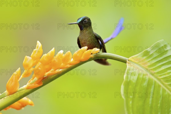 Wild nature bird. Hummingbird Long-tailed Sylph, Aglaiocercus kingi with orange yellow flower.