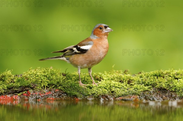Beautiful songbird, Chaffinch, Fringilla coelebs, in water mirror, brown songbird sitting in the