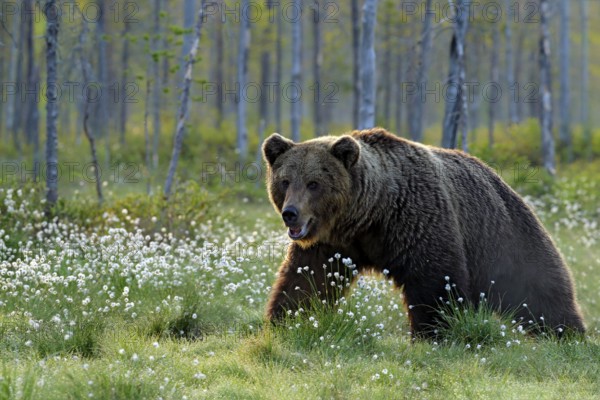 Brown bear walking in forest, morning light. Dangerous animal in nature taiga and meadow habitat.