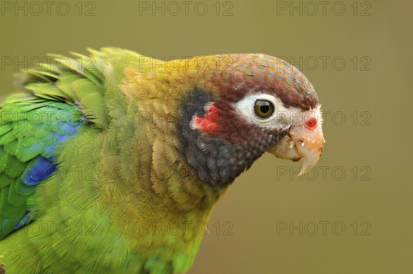 Detail of parrot head. Brown-hooded Parrot, Pionopsitta haematotis, portrait of light green parrot