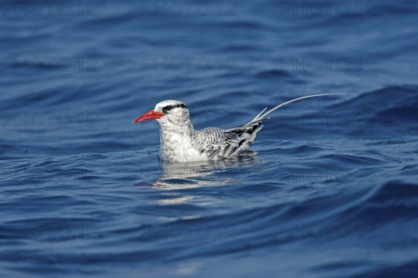 Red-billed Tropicbird Phaethon aethereus San Diego, California, United States 14 September Adult