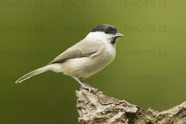 Marsh Tit (Poecile palustris), Rhineland-Palatinate, Germany