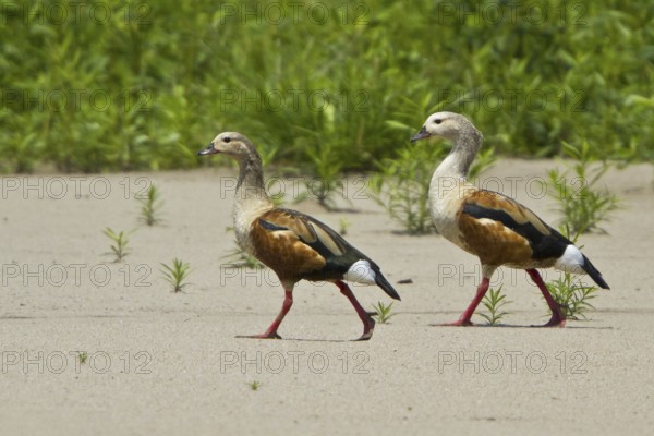 Orinoco Goose (Neochen jubata), Manu National Park, Peru