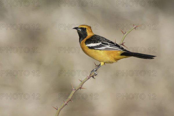 Hooded Oriole (Icterus cucullatus) male, California, USA