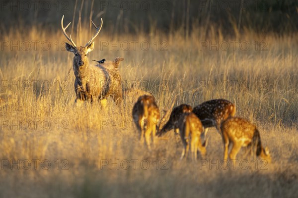 Axis deer (Axis axis), herd, in grassland, Bandhavgarh National Park, Bahannara, Manpur, Madhya