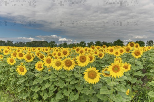 A bright field of sunflowers stretches to the horizon, their yellow petals glowing in the soft