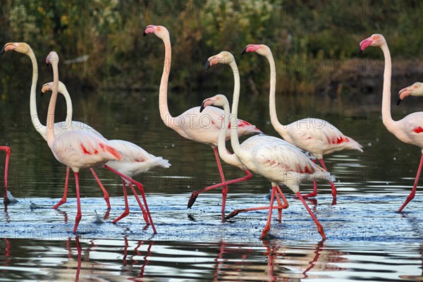 Pink flamingos (Phoenicopterus roseus), walking in the pond, Pont de Gau Bird Park,
