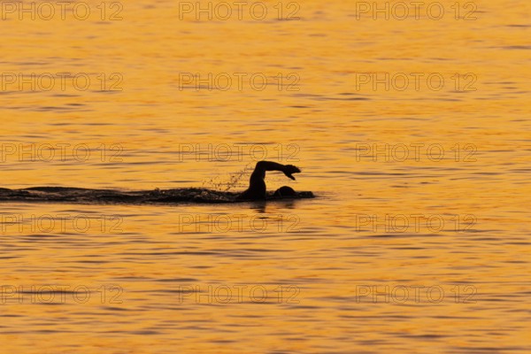 A man swims at sunrise on the Costa Rei, a coastline of the Italian island of Sardinia, in the