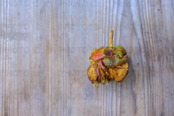 Caput apple, fallen fruit, Bavaria, Germany