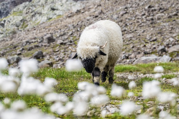 Two Valais Blacknose sheep (Ovis gmelini aries), in meadow with flowering white cotton grass, high