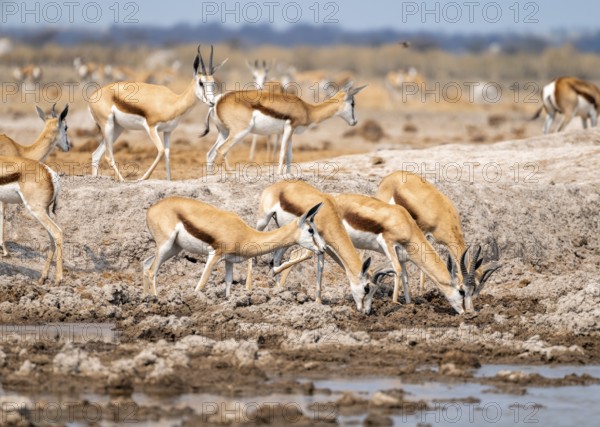 Herd of springboks (Antidorcas marsupialis) drinking at a waterhole, Nxai Pan National Park,